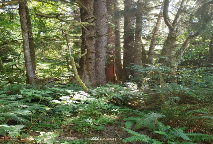 9910 Goodman Mainline Lot B, Forks, Washington 98331, ,Land,For Sale,Goodman Mainline Lot B,NWM1847088