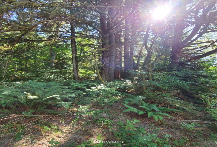 9910 Goodman Mainline Lot B, Forks, Washington 98331, ,Land,For Sale,Goodman Mainline Lot B,NWM1847088