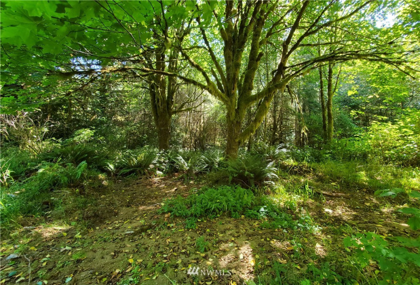 9910 Goodman Mainline Lot B, Forks, Washington 98331, ,Land,For Sale,Goodman Mainline Lot B,NWM1847088