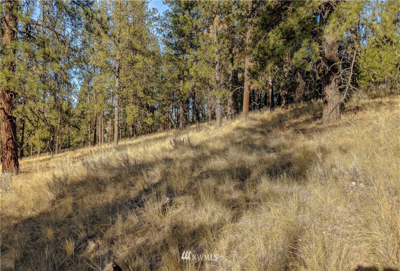 6 Buck, Tonasket, Washington 98855, ,Land,For Sale,Buck,NWM1851539