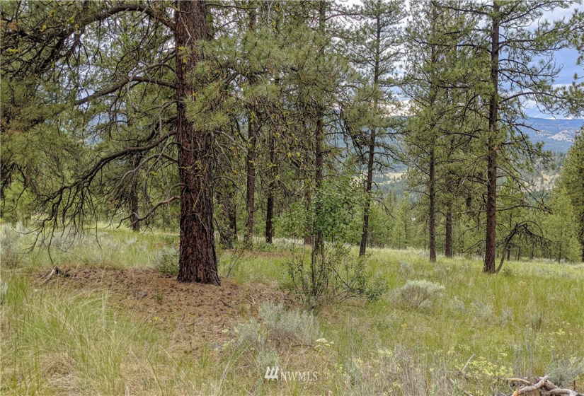 6 Buck, Tonasket, Washington 98855, ,Land,For Sale,Buck,NWM1851539