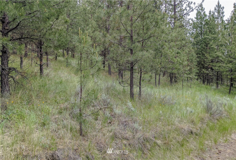 6 Buck, Tonasket, Washington 98855, ,Land,For Sale,Buck,NWM1851539
