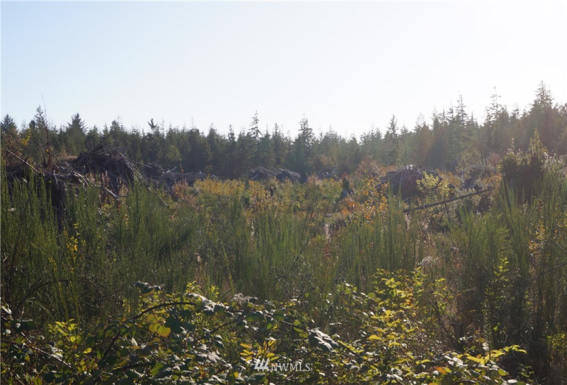 2319 Ocean Beach, Copalis Crossing, Washington 98536, ,Land,For Sale,Ocean Beach,NWM1851928