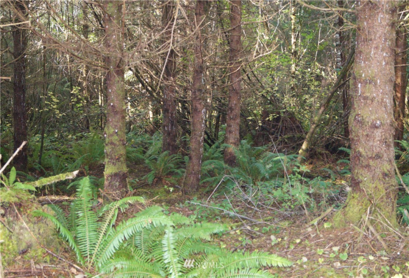 2319 Ocean Beach, Copalis Crossing, Washington 98536, ,Land,For Sale,Ocean Beach,NWM1851928