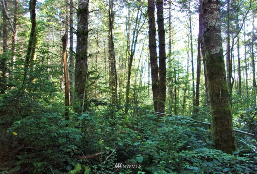 0 L Lee Valley, Quilcene, Washington 98376, ,Land,For Sale,L Lee Valley,NWM1852453
