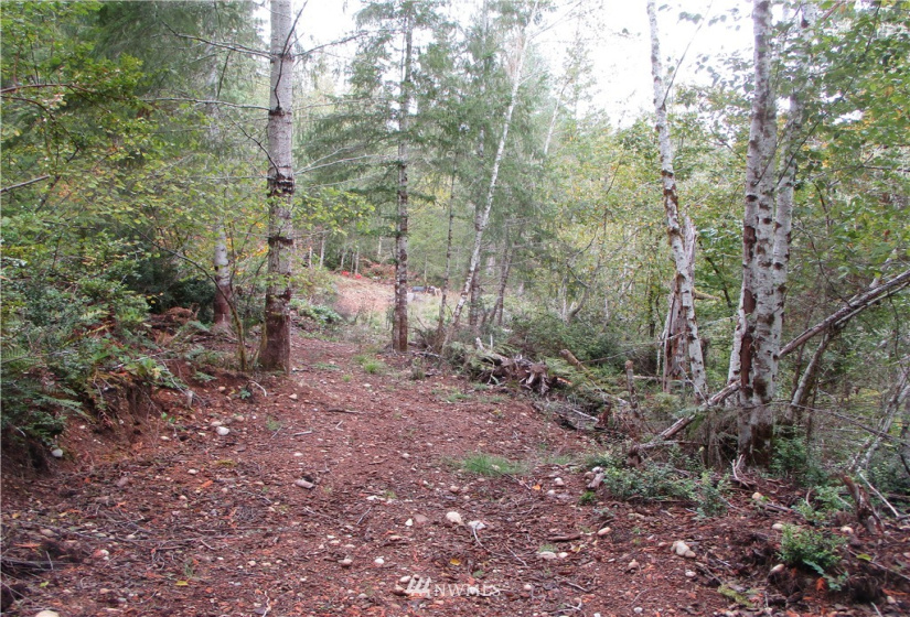 1006 Patton, Tahuya, Washington 98588, ,Land,For Sale,Patton,NWM1852499