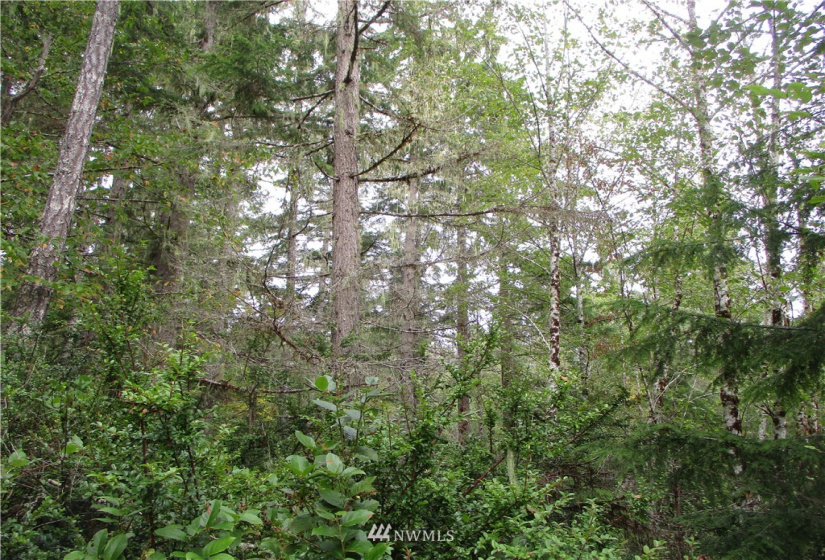 1006 Patton, Tahuya, Washington 98588, ,Land,For Sale,Patton,NWM1852499
