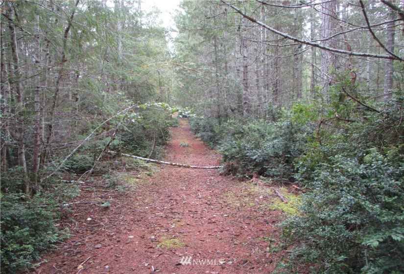 1006 Patton, Tahuya, Washington 98588, ,Land,For Sale,Patton,NWM1852499