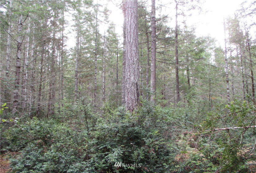 1006 Patton, Tahuya, Washington 98588, ,Land,For Sale,Patton,NWM1852499