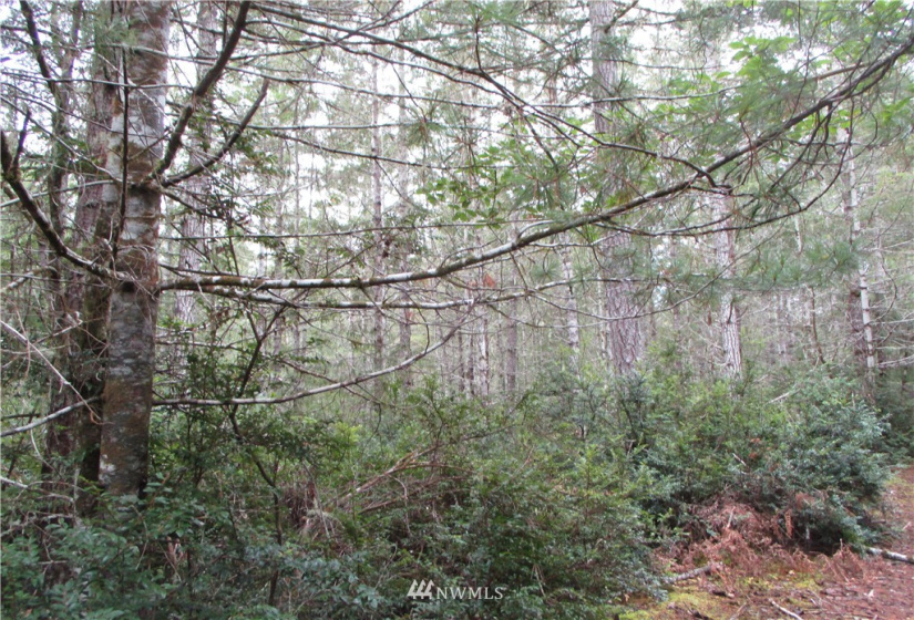 1006 Patton, Tahuya, Washington 98588, ,Land,For Sale,Patton,NWM1852499