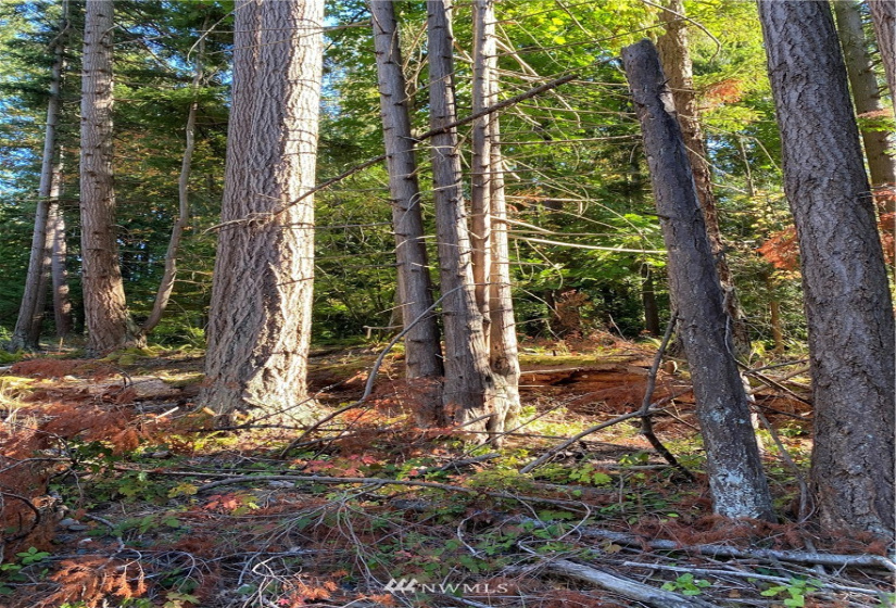0 Star, Bellingham, Washington 98225, ,Land,For Sale,Star,NWM1852789