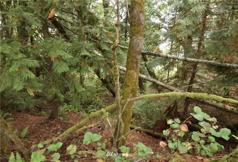 391 X North Island, Shelton, Washington 98584, ,Land,For Sale,North Island,NWM1853276