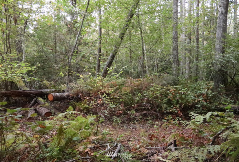 391 X North Island, Shelton, Washington 98584, ,Land,For Sale,North Island,NWM1853276