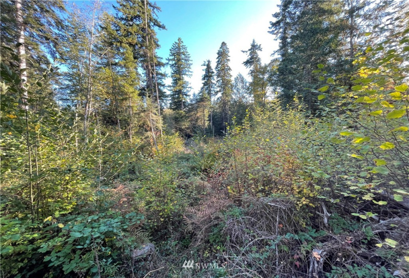 453 Rice Lake, Quilcene, Washington 98376, ,Land,For Sale,Rice Lake,NWM1852801