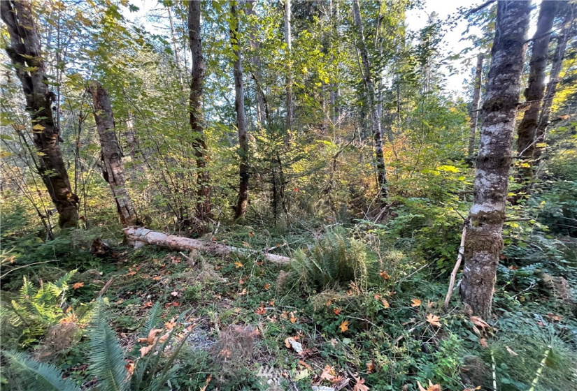 453 Rice Lake, Quilcene, Washington 98376, ,Land,For Sale,Rice Lake,NWM1852801