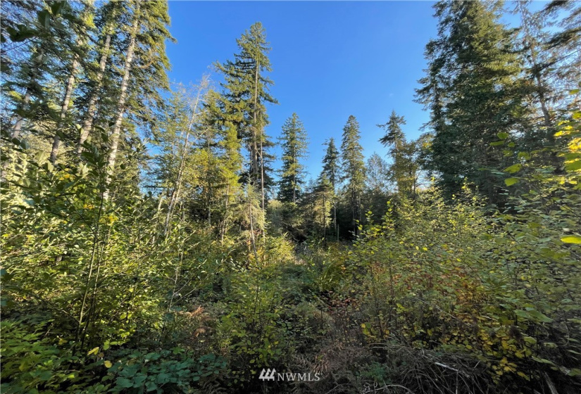 453 Rice Lake, Quilcene, Washington 98376, ,Land,For Sale,Rice Lake,NWM1852801