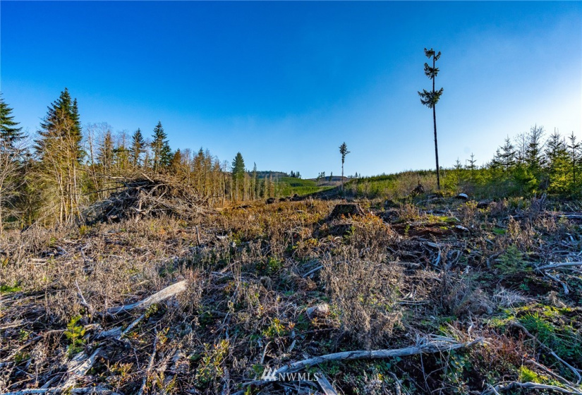 3899 State Route 6, Chehalis, Washington 98532, ,Land,For Sale,State Route 6,NWM1853097