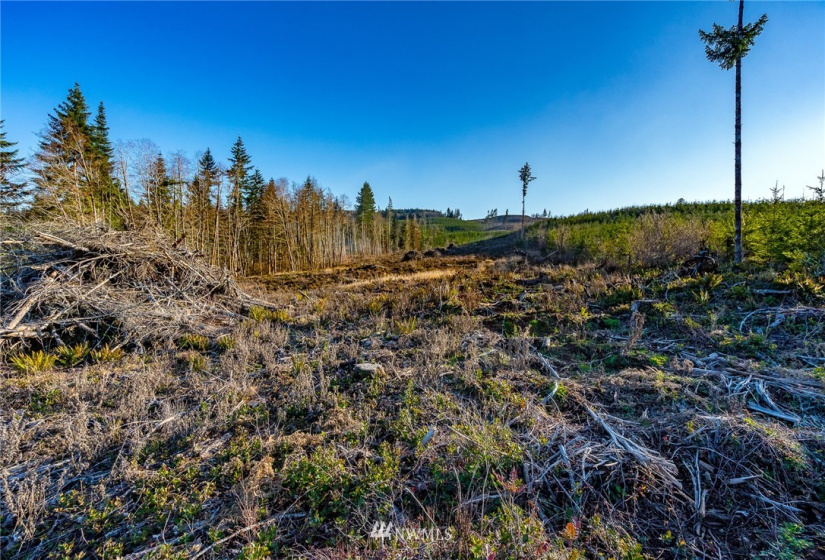 3899 State Route 6, Chehalis, Washington 98532, ,Land,For Sale,State Route 6,NWM1853097