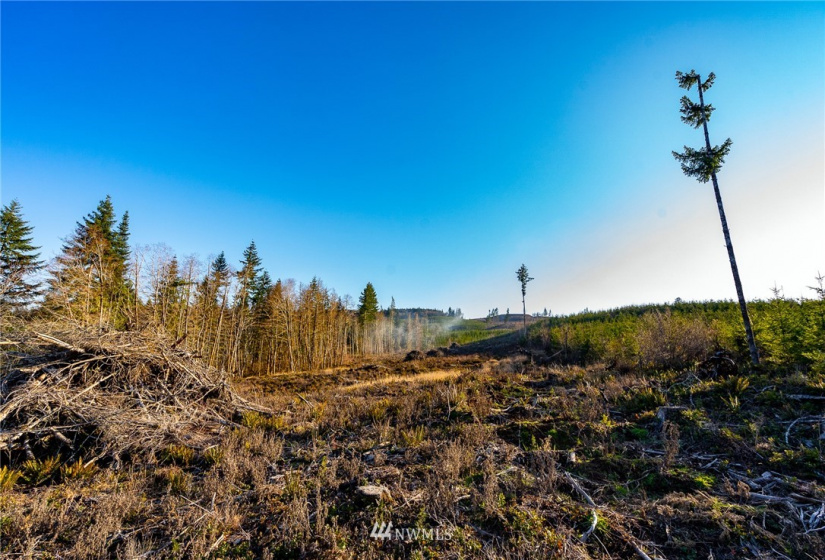 3899 State Route 6, Chehalis, Washington 98532, ,Land,For Sale,State Route 6,NWM1853097
