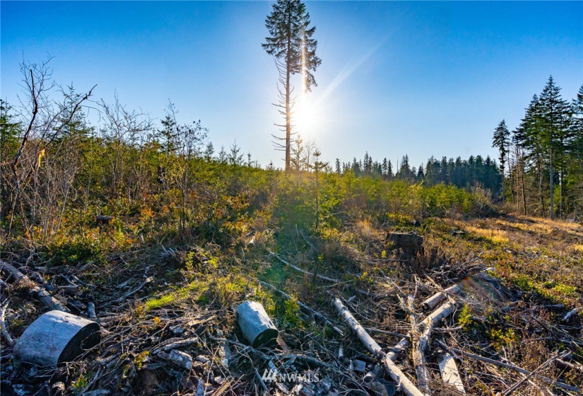 3899 State Route 6, Chehalis, Washington 98532, ,Land,For Sale,State Route 6,NWM1853097