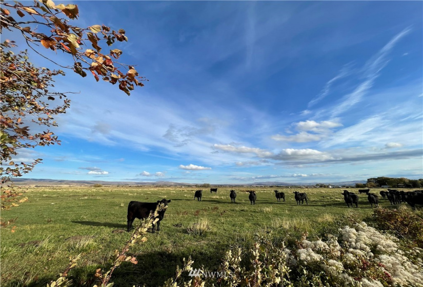 0 Naneum, Ellensburg, Washington 98926, ,Land,For Sale,Naneum,NWM1853435