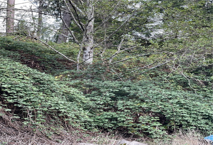 0 119th Place, Granite Falls, Washington 98252, ,Land,For Sale,River Terrace,119th Place,NWM1853748