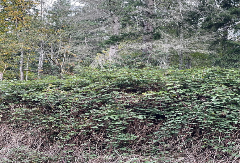 0 119th Place, Granite Falls, Washington 98252, ,Land,For Sale,River Terrace,119th Place,NWM1853748