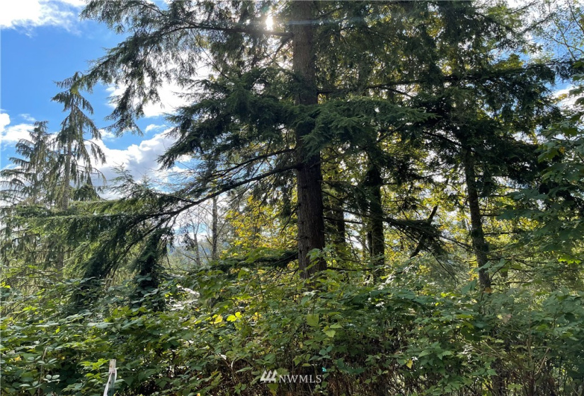0 119th Place, Granite Falls, Washington 98252, ,Land,For Sale,River Terrace,119th Place,NWM1853748