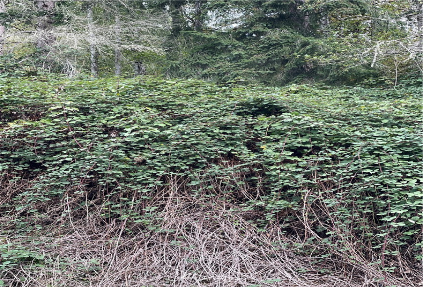 0 119th Place, Granite Falls, Washington 98252, ,Land,For Sale,River Terrace,119th Place,NWM1853748