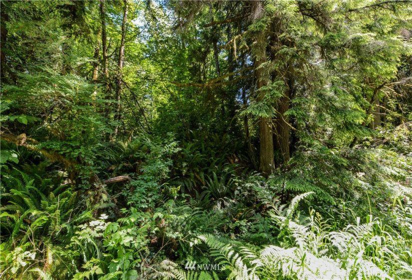 238 XX Old Woodinville Duvall, Woodinville, Washington 98077, ,Land,For Sale,Old Woodinville Duvall,NWM1852860
