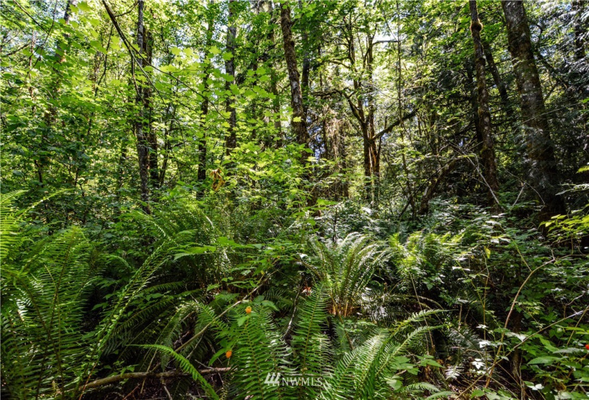 238 XX Old Woodinville Duvall, Woodinville, Washington 98077, ,Land,For Sale,Old Woodinville Duvall,NWM1852860
