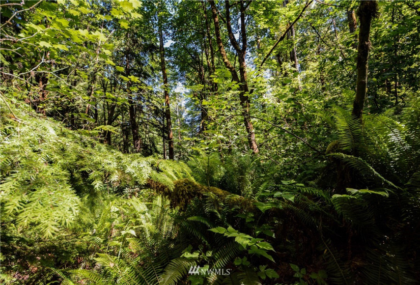 238 XX Old Woodinville Duvall, Woodinville, Washington 98077, ,Land,For Sale,Old Woodinville Duvall,NWM1852860