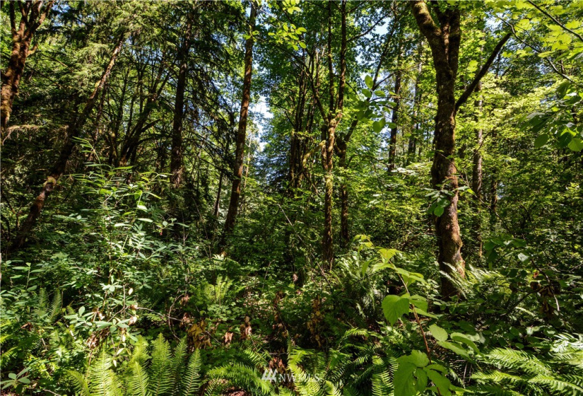 238 XX Old Woodinville Duvall, Woodinville, Washington 98077, ,Land,For Sale,Old Woodinville Duvall,NWM1852860