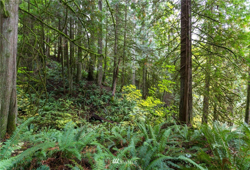 0 LOT D - Lake Louise Road, Bellingham, Washington 98229, ,Land,For Sale,LOT D - Lake Louise Road,NWM1851912
