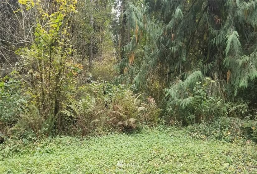 272 xx 150th, Issaquah, Washington 98027, ,Land,For Sale,Tiger Mountain Tracts,150th,NWM1855755