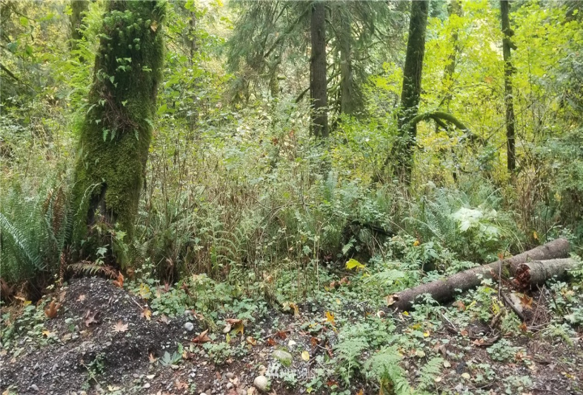 272 xx 150th, Issaquah, Washington 98027, ,Land,For Sale,Tiger Mountain Tracts,150th,NWM1855755