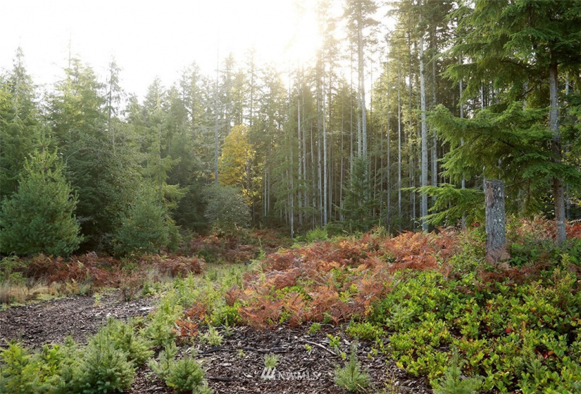 2761 Silent Cedars, Langley, Washington 98260, ,Land,For Sale,Silent Cedars,NWM1852463
