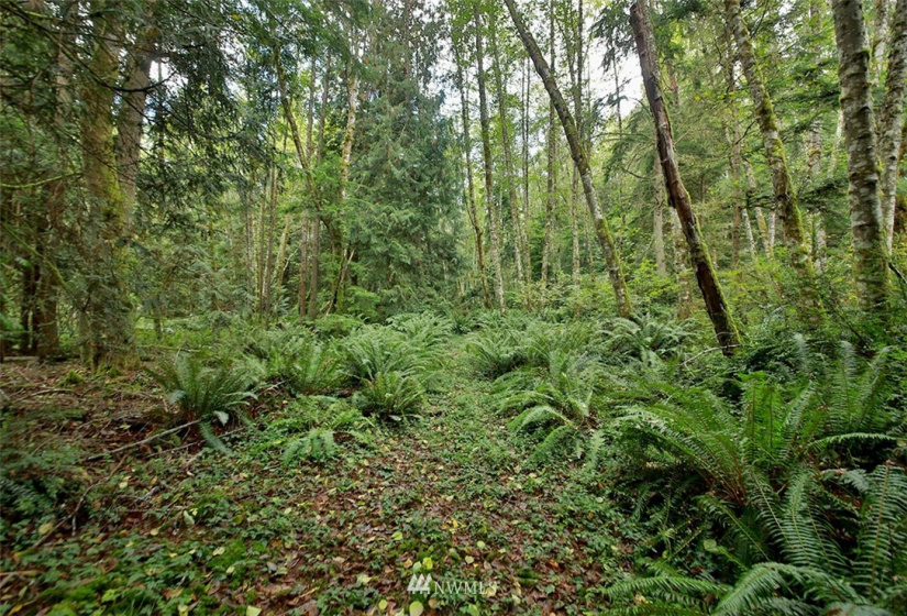 2761 Silent Cedars, Langley, Washington 98260, ,Land,For Sale,Silent Cedars,NWM1852463