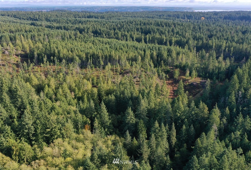 2761 Silent Cedars, Langley, Washington 98260, ,Land,For Sale,Silent Cedars,NWM1852463