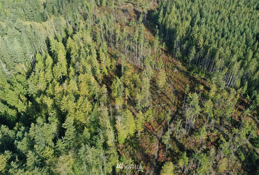 2761 Silent Cedars, Langley, Washington 98260, ,Land,For Sale,Silent Cedars,NWM1852463