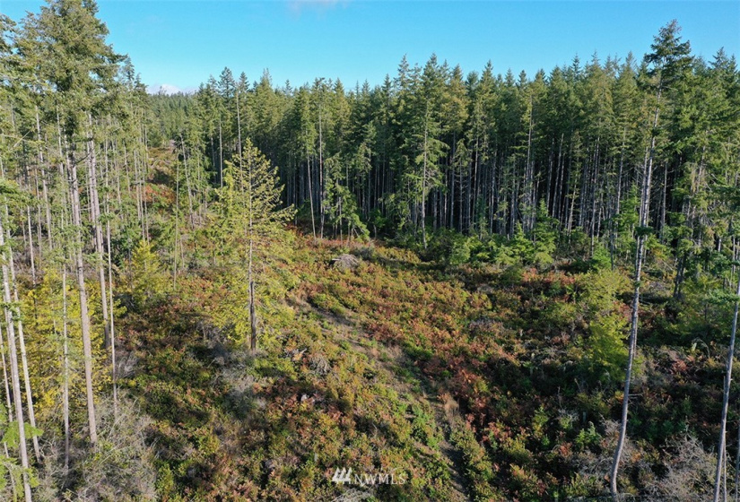 2761 Silent Cedars, Langley, Washington 98260, ,Land,For Sale,Silent Cedars,NWM1852463
