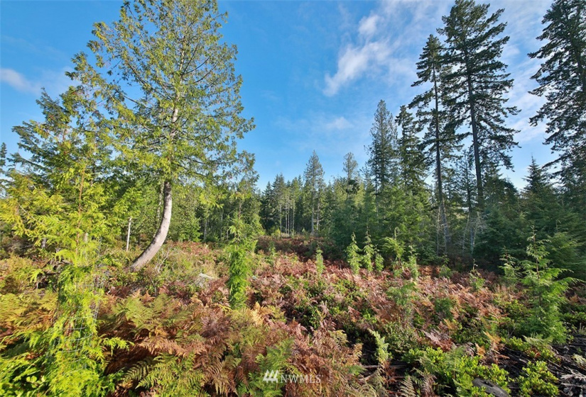2761 Silent Cedars, Langley, Washington 98260, ,Land,For Sale,Silent Cedars,NWM1852463