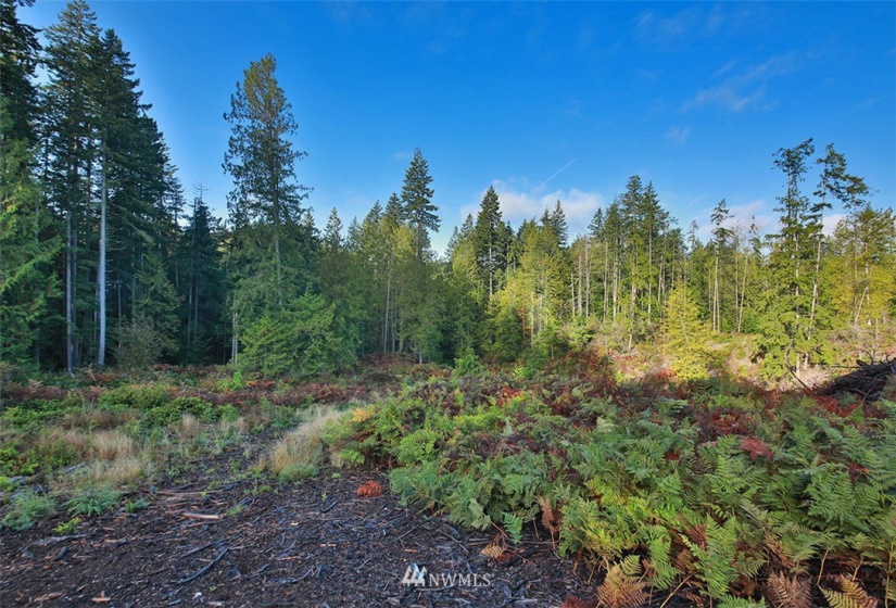 2761 Silent Cedars, Langley, Washington 98260, ,Land,For Sale,Silent Cedars,NWM1852463