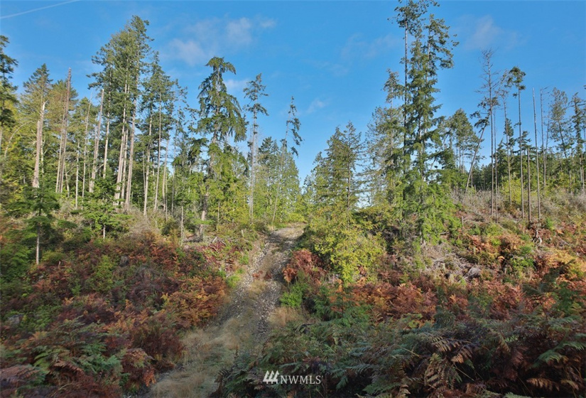 2761 Silent Cedars, Langley, Washington 98260, ,Land,For Sale,Silent Cedars,NWM1852463