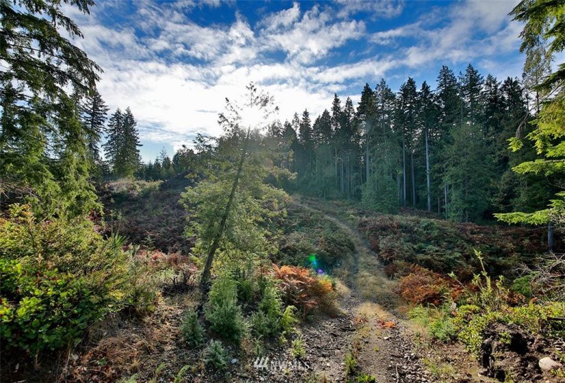 2761 Silent Cedars, Langley, Washington 98260, ,Land,For Sale,Silent Cedars,NWM1852463