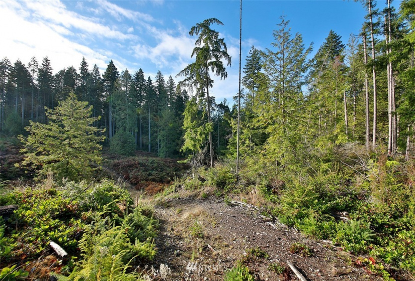 2761 Silent Cedars, Langley, Washington 98260, ,Land,For Sale,Silent Cedars,NWM1852463