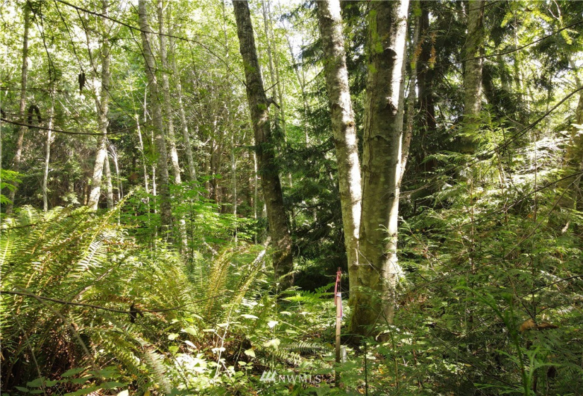 0 Sunny View Dr, Sequim, Washington 98382, ,Land,For Sale,Sunny View Dr,NWM1842484
