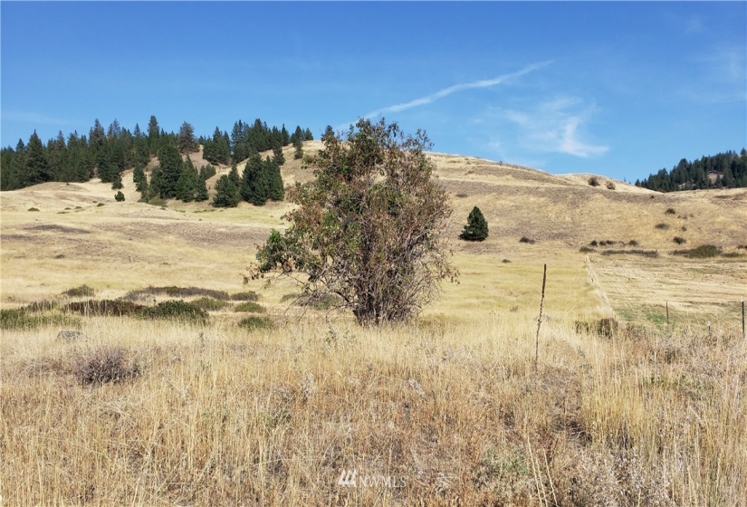 5170 Pheasant, Fruitland, Washington 99129, ,Land,For Sale,Pheasant,NWM1857689
