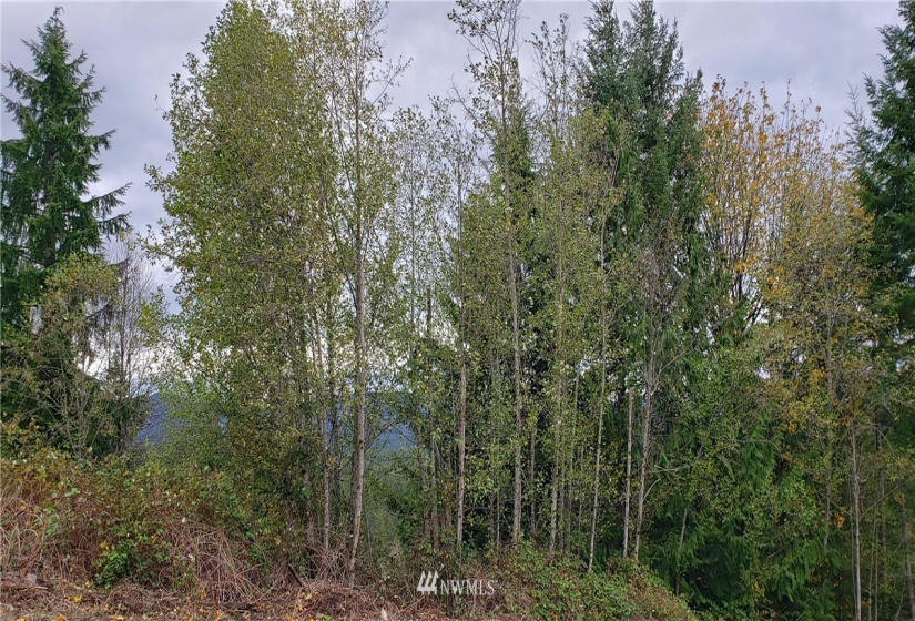 261 XX Landsburg, Maple Valley, Washington 98051, ,Land,For Sale,BLA - L99L3020,Landsburg,NWM1857698