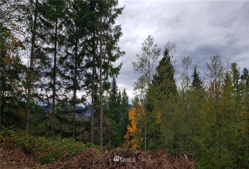 261 XX Landsburg, Maple Valley, Washington 98051, ,Land,For Sale,BLA - L99L3020,Landsburg,NWM1857698